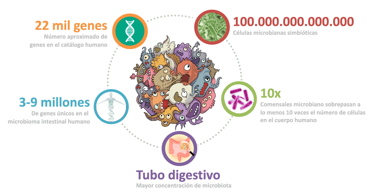 Microbiota web