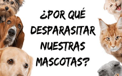 Mascotas