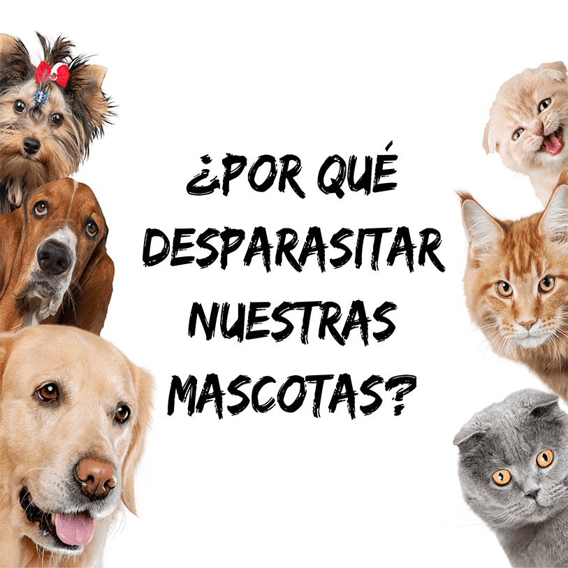 ¿Por qué desparasitar a nuestras mascotas?